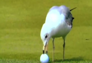 Video hài hước: Khi chim và kỳ đà nhầm bóng golf là thức ăn